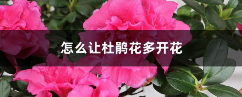 怎么让杜鹃花多开花