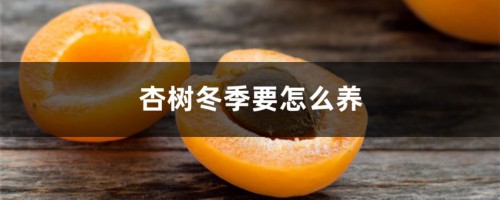 杏树冬季要怎么养