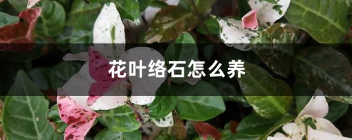 花叶络石怎么养